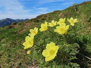 Festa di fiori e marmotte sui sentieri per i Monti Foppa (1895 m) e Avaro (2088 m)–28magg25- FOTOGALLERY